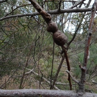 Unidentified gall of Acacia sp.