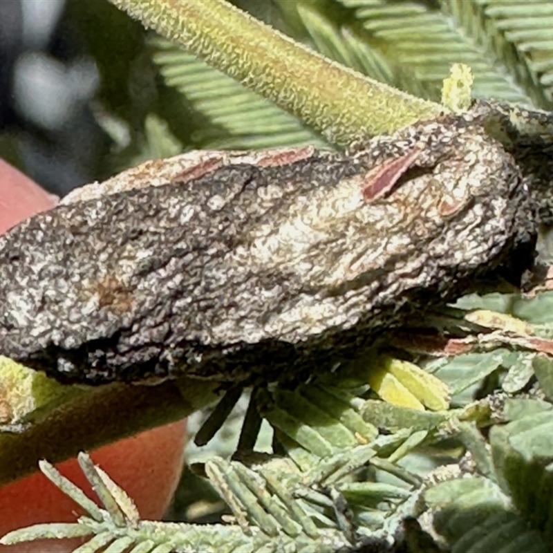 Unidentified gall of Acacia sp.