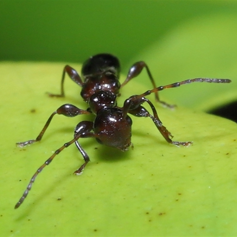 Ochyra sp. (genus)