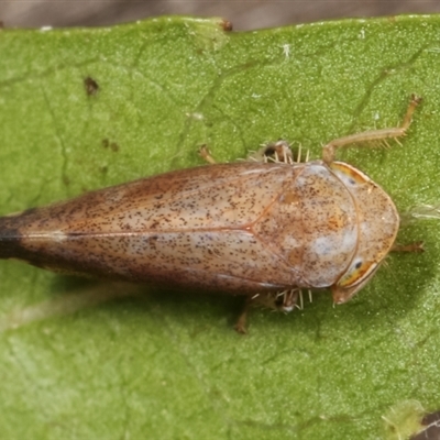 Fieberiella florii