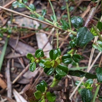 Phyllanthus hirtellus