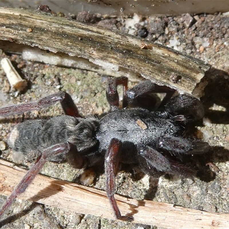 Lamponidae (family)