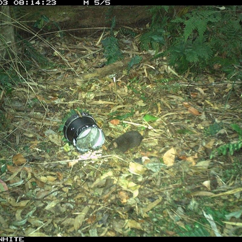 Antechinus swainsonii