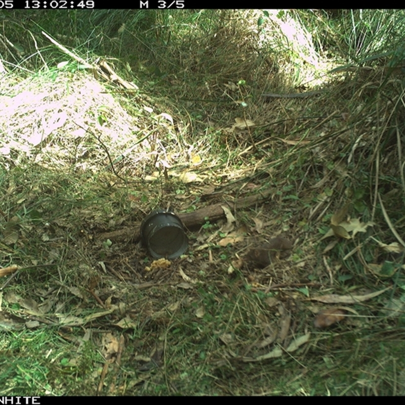 Antechinus swainsonii