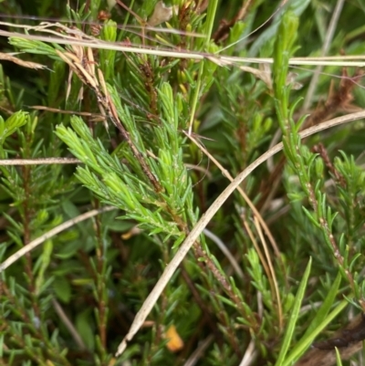 Dillwynia palustris