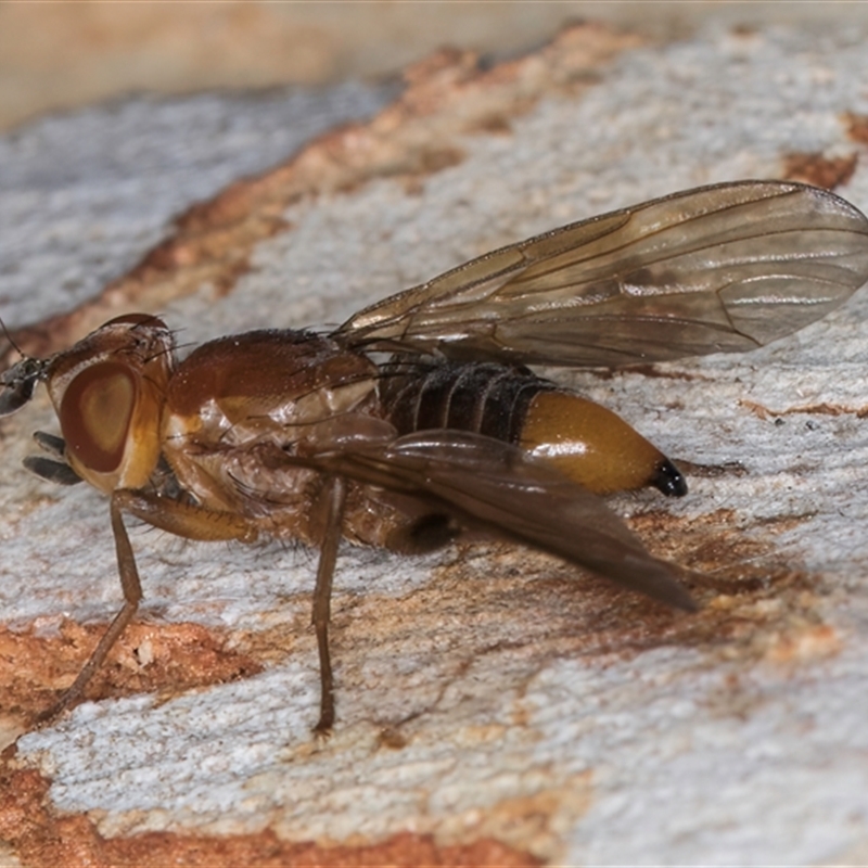 Neotoxura longipalpis