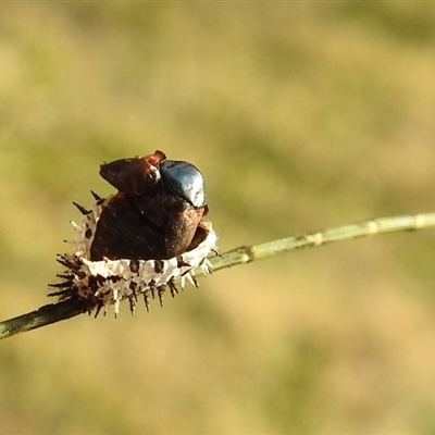 Orcus sp. (genus)