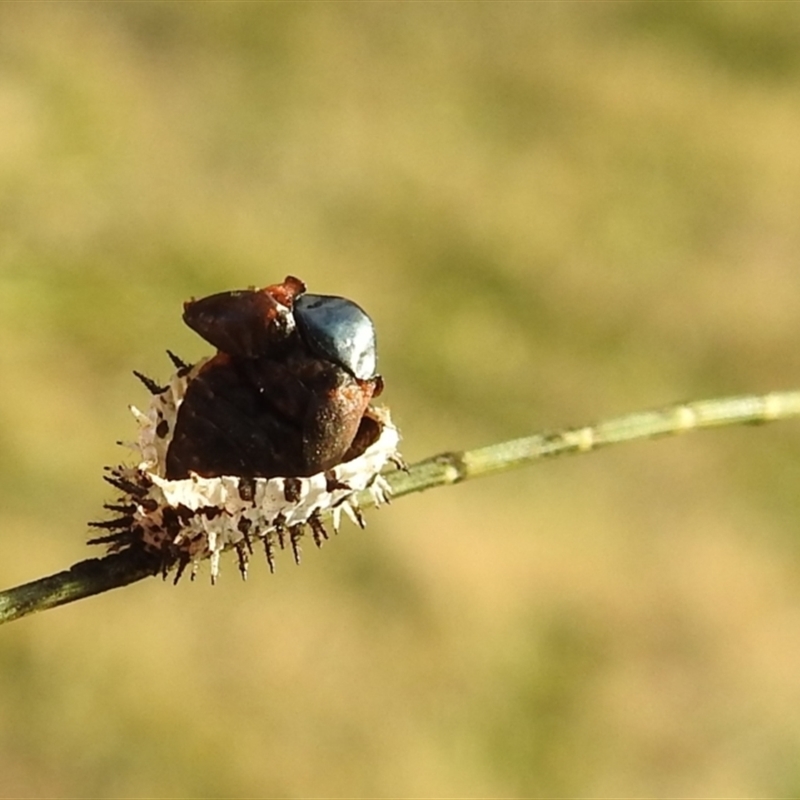 Orcus sp. (genus)