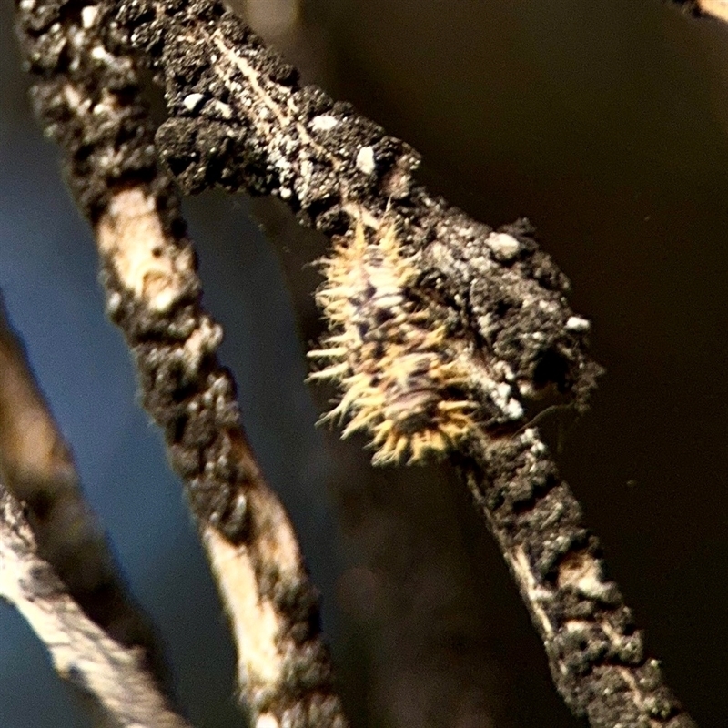 Orcus sp. (genus)