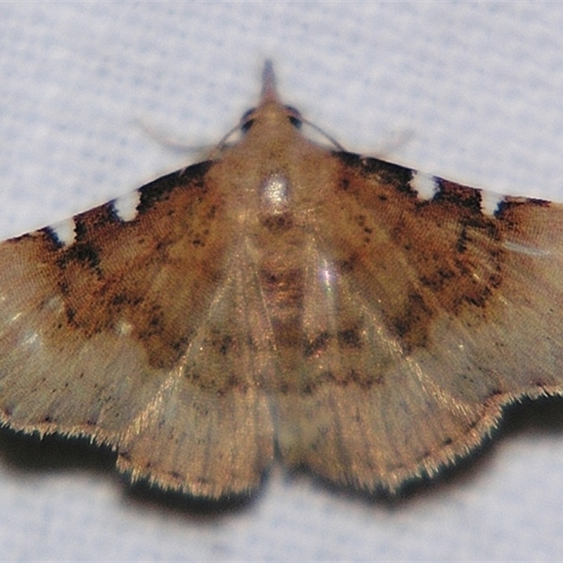 Corgatha dichionistis