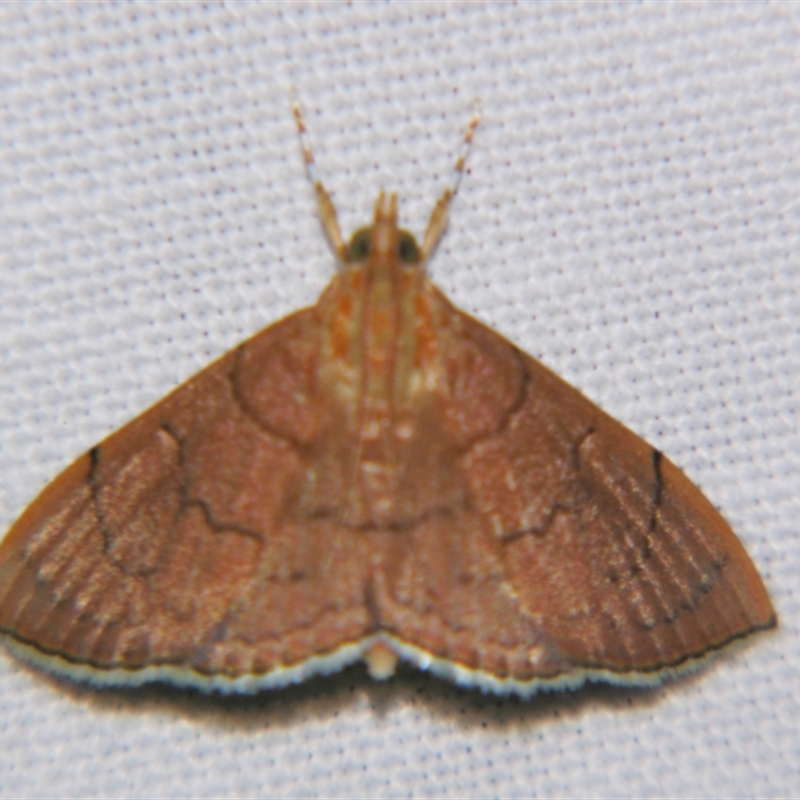 Hyalobathra unicolor