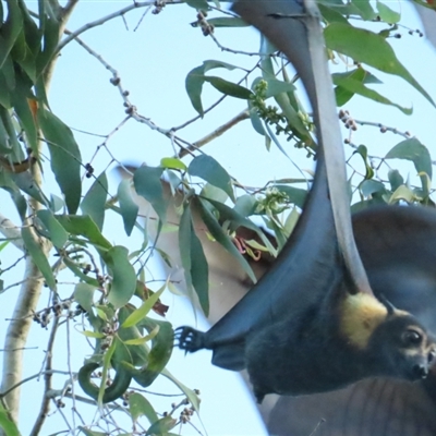 Pteropus conspicillatus