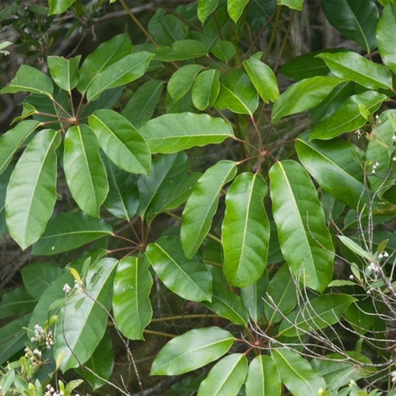 Heptapleurum actinophyllum
