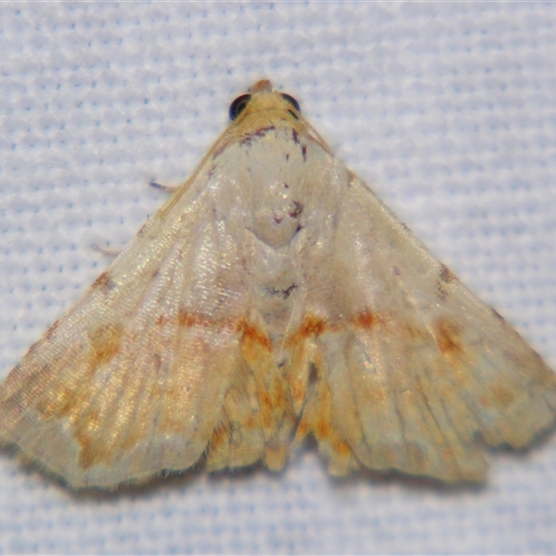 Autoba pectorora