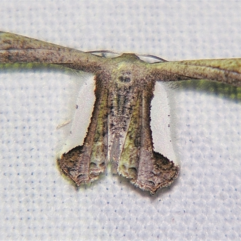 Balantiucha decorata