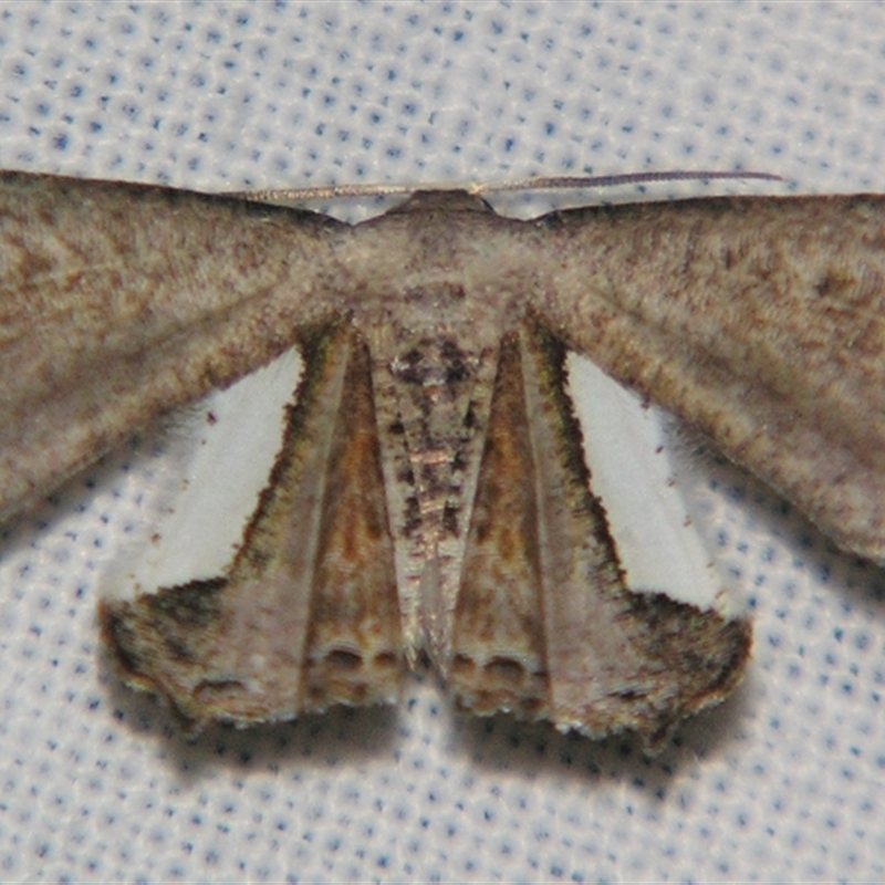 Balantiucha decorata