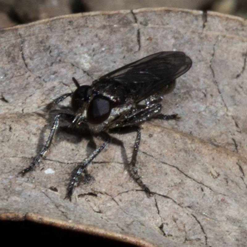 Bromotheres australis