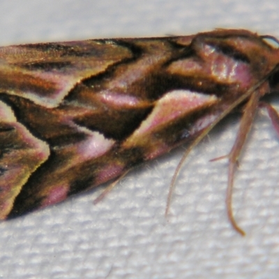 Clytoscopa iorrhoda