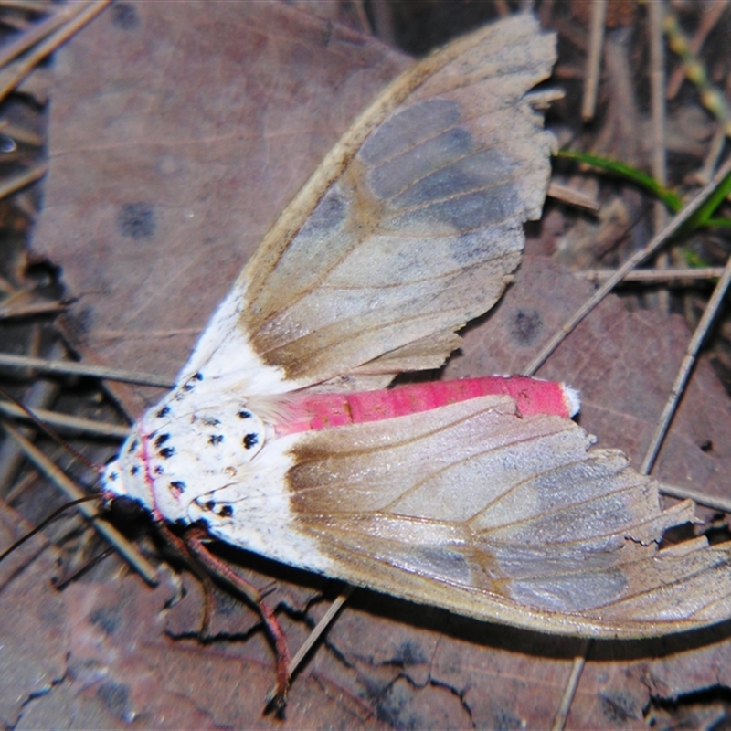 Amerila crokeri