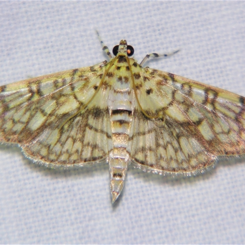 Haritalodes obliqualis