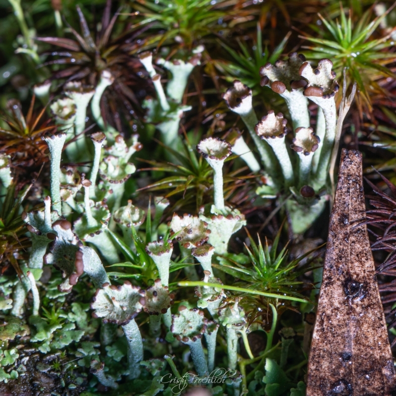 Cladonia verticillata