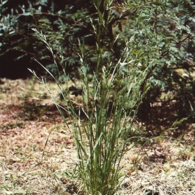 Bromus brevis