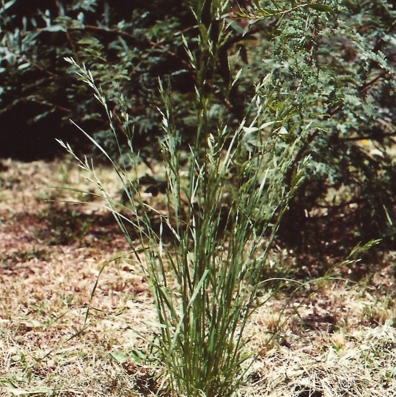 Bromus brevis