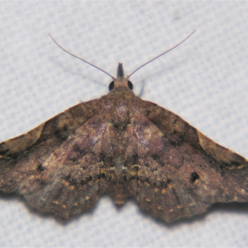 Hypertrocta brunnea