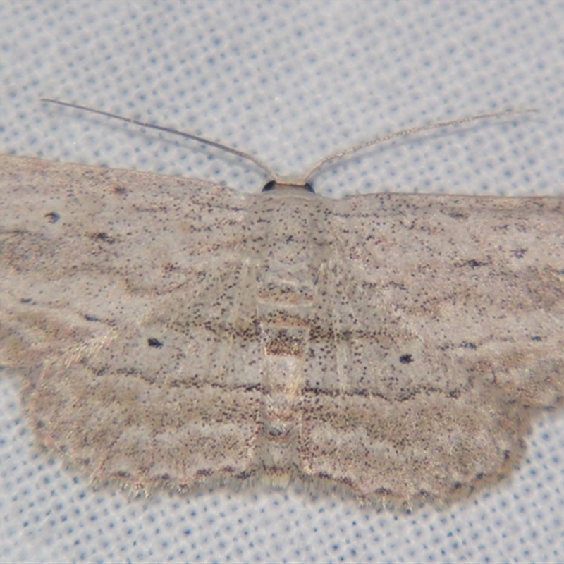 Scopula desita