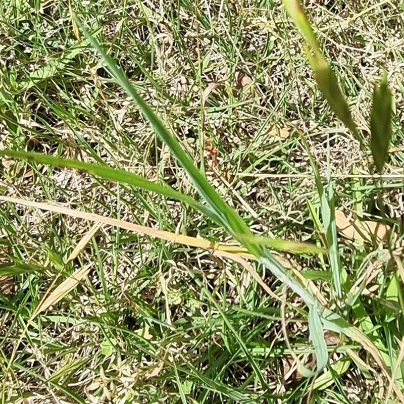 Bromus catharticus