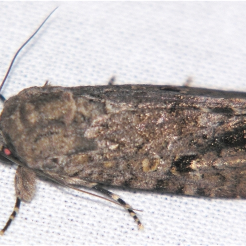 Spodoptera umbraculata