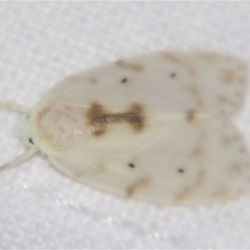 Schistophleps albida
