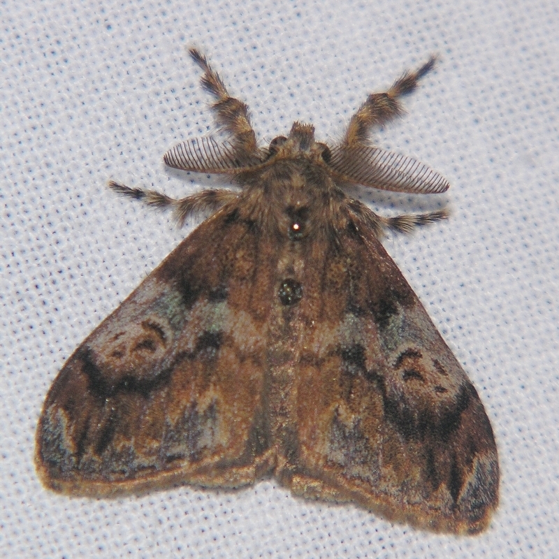 Orgyia australis