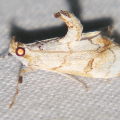 Eudaimonisma batchelorella