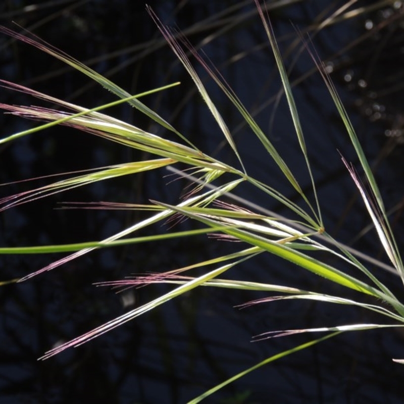 Bromus diandrus