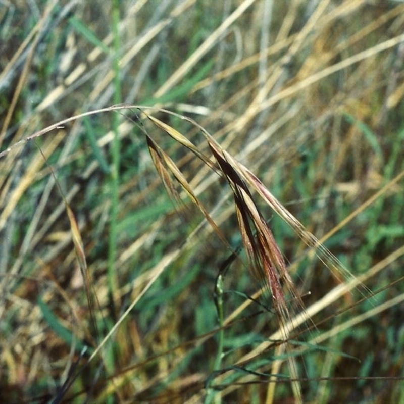 Bromus diandrus