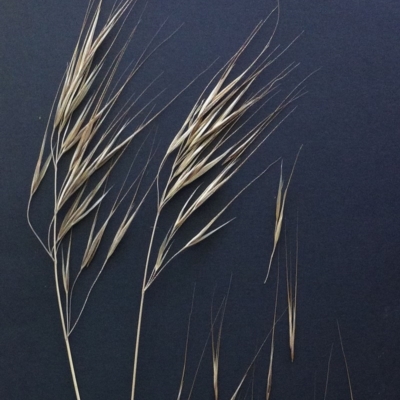 Bromus diandrus