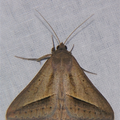 Mocis frugalis