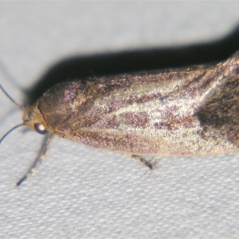 Isomoralla philotherma