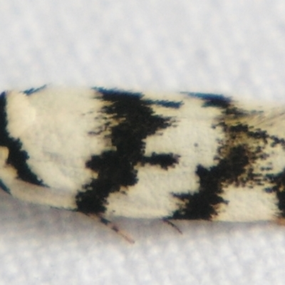 Barea leucocephala