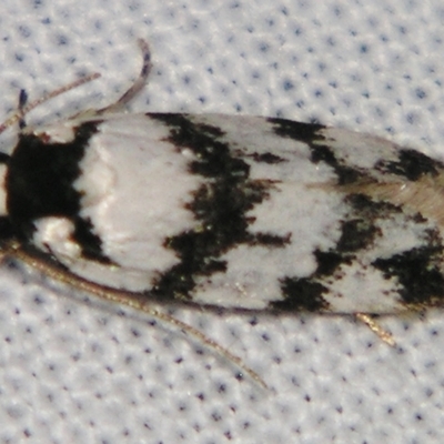 Barea leucocephala