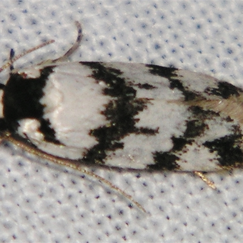 Barea leucocephala