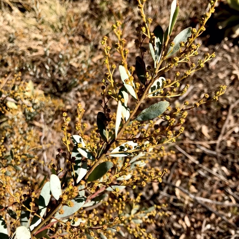 Acacia buxifolia