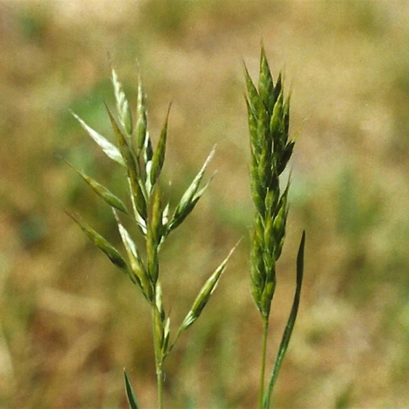 Bromus hordeaceus