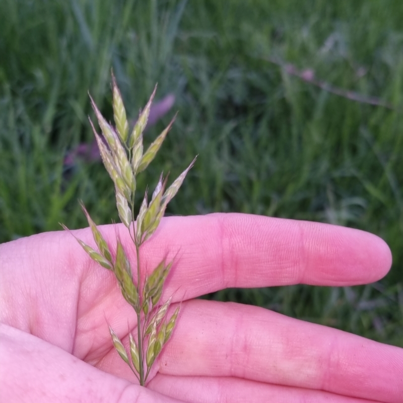 Bromus hordeaceus