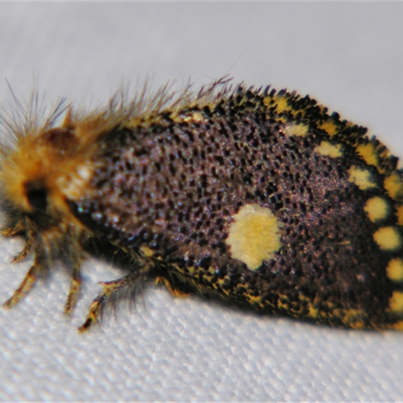 Epicoma protrahens