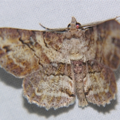 Cleora repetita