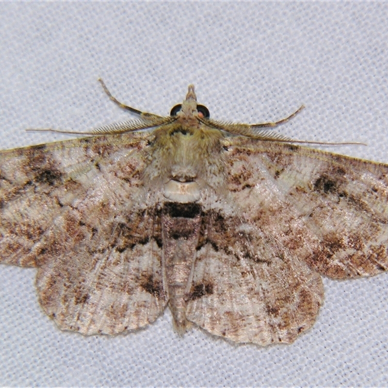 Cleora repetita