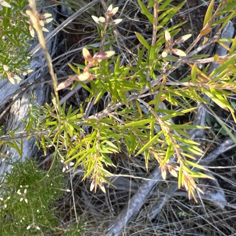 Acrothamnus melaleucoides