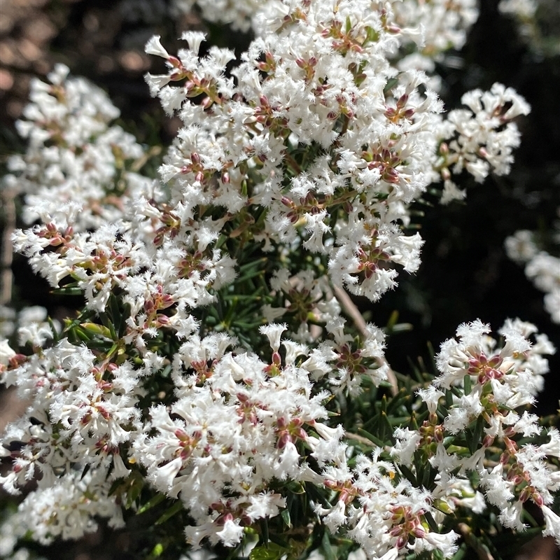 Acrothamnus melaleucoides